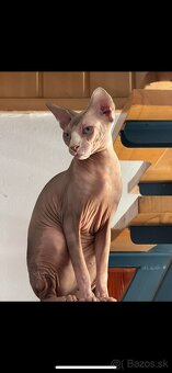 Mačička sphynx - 4