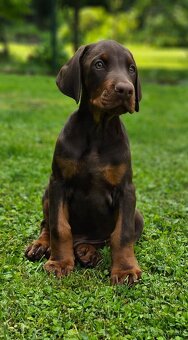 Doberman s PP - šteniatka - 4