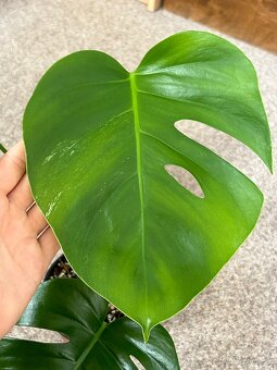 Monstera (revert) albo variegata - 4