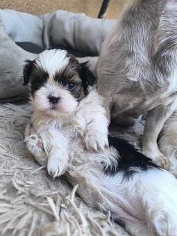 Predám šteniatka Shi-tzu ši-cu šicu shihtzu - 4