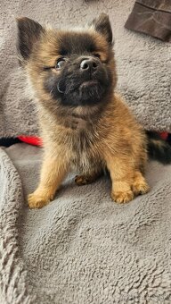 Pomeranian - 4