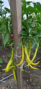Paprika bio,paradajky bio,baranie rohy,Alma paprika - 4