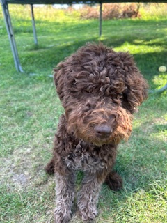 Predám fenku Lagotto Romagnolo - 4