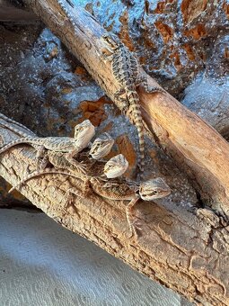 Agamy bradate (Pogona vitticeps) Mláďatá - 4