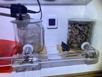 Acromyrmex lundii-Listorezné mravce - 4