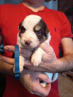 Border kólia - hnedobiele šteniatka - 4