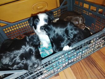 Darujem krásne šteniatka - 4