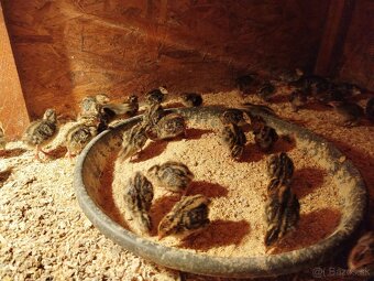 Japonské prepelice - 4