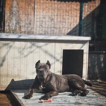 Cane corso s PP - 4