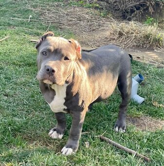 American Bully s PP - 4