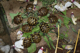 Suchozemská korytnačka-odchov 2025 - 4