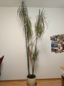 Predam krasnu vysoku Dracenu - 4