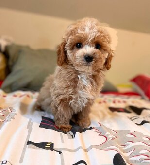 Pudel+ Maltese= Maltipoo girl - 4