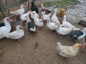 Pižmové kačice. - 4