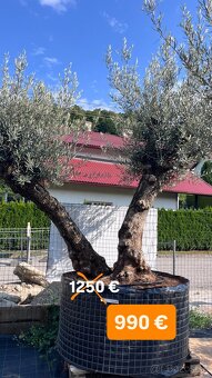 OLIVOVNÍK, CYKAS, PALMA, JUKA - 4