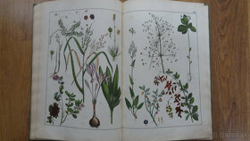 Predám st.kniha v nemčine-História rastlinnej ríše-atlas - 4