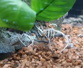 Mini rak cambarellus texanus - 4