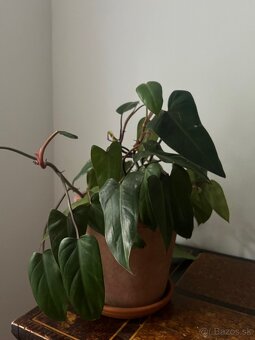 Kvetináč ZARA HOME + Philodendron - 4