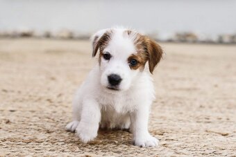 Jack russel teriér s PP - 4