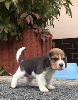 Bígel Beagle Bigl s PP FCI - 4