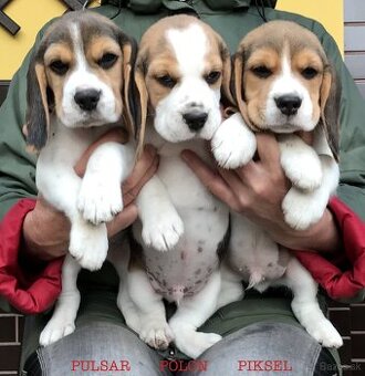 Bígel Beagle Bigl s PP FCI - 4