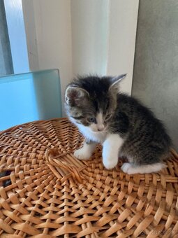 Sibírska mačka - mačiatka 🐈⬛ - 4