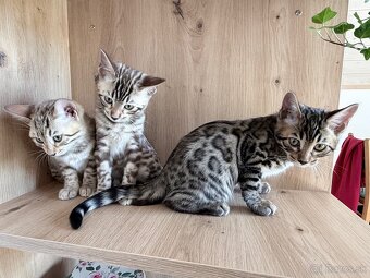 Bengal Cat mačiatka s PP - 4