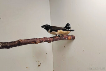 Stračka veľká - 4