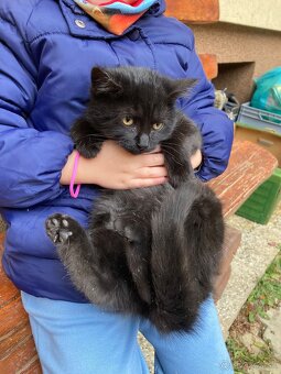 Darujem mačičku - 4