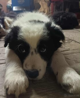 Dárujem za symbolickú cenu steniatka borderkolie - 4