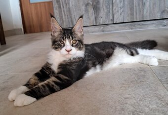 Mainska myvalia s PP - 4