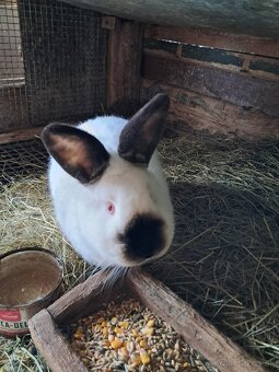 Kalifornský králik - 4