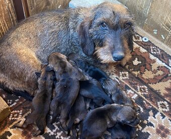 Jazvečík hrubosrstý s PP - 4