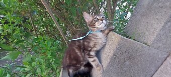 Mainska myvalia Mainne coon Mco - 4