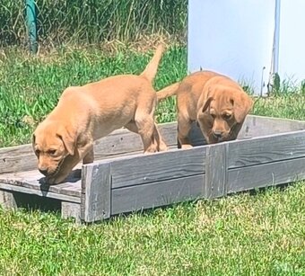 Šteniatka labradora - 4