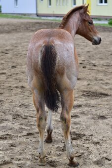 American Quarter horse kobylka - 4