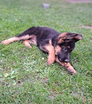 Nemecký ovčiak - šteniatka - 4