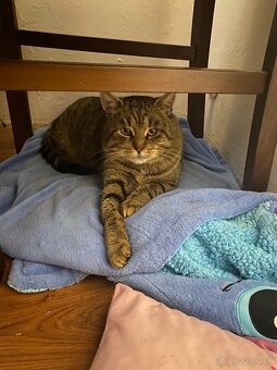 2-ročný kocúr darujem – pokojný a hravý - 4