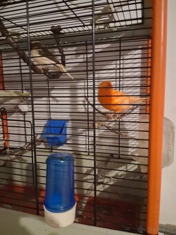 Predám kanariky. - 4