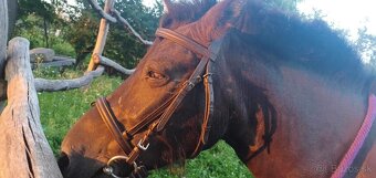 Pony kobylka - 4