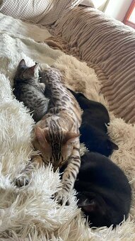 Ruská modrá krížená s bengalskou - 4