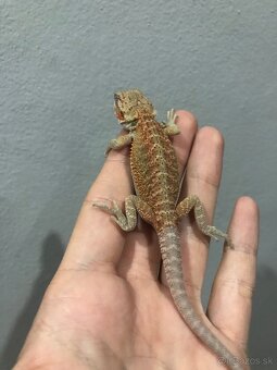 Agama bradata Hypo het Zero - 4