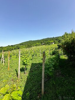 Udržiavaná vinica s chatou, 8500m2, Hrušov - 4