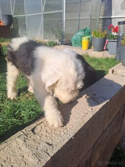 Bobtail - 4