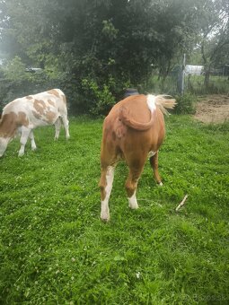 Predám jalovicku a byka SS su odrohovane. - 4