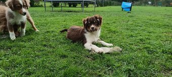 Miniaturní americký ovčák s PP FCI - 4