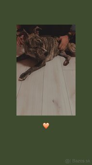 Staford  ,sučka - 4