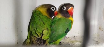 Agapornis škraboskovy - 4