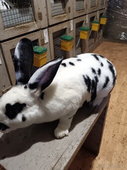 Rex Dalmatinský strakač čierny - 4