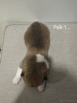 Akita Inu - 4